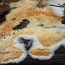 Attēlu rezultāti vaicājumam “Leucogyrophana sororia”