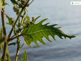 Attēlu rezultāti vaicājumam “Atriplex calotheca leaf”