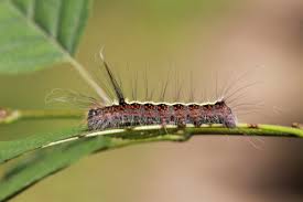 Attēlu rezultāti vaicājumam “Acronicta cuspis”