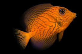 Image result for Ctenochaetus hawaiiensis