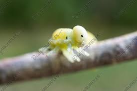 Attēlu rezultāti vaicājumam “Cimbex femoratus”