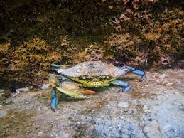 Image result for Callinectes sapidus