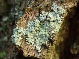 Attēlu rezultāti vaicājumam “Parmeliopsis ambigua”