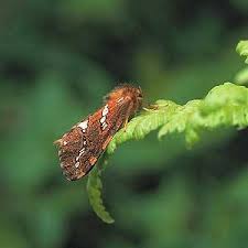 Attēlu rezultāti vaicājumam “Phymatopus hecta”