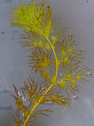 Attēlu rezultāti vaicājumam “Utricularia vulgaris”