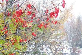 Attēlu rezultāti vaicājumam “Sorbus”