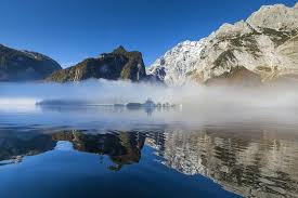 Image result for Alpenmohn