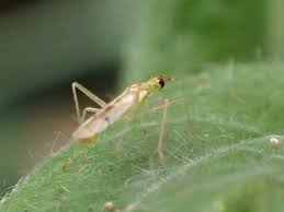 Attēlu rezultāti vaicājumam “Dicyphus sp.”