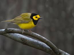 Image result for Wilsonia citrina