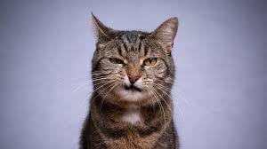 Afbeeldingsresultaat voor katten