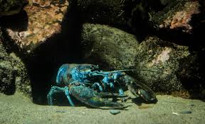 Image result for Homarus americanus