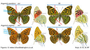 Attēlu rezultāti vaicājumam “Argynnis paphia larva”