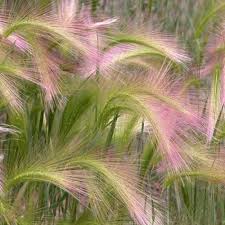 Attēlu rezultāti vaicājumam “Hordeum jubatum”