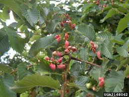 Attēlu rezultāti vaicājumam “Tetraneura ulmi”