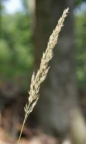 Attēlu rezultāti vaicājumam “Calamagrostis arundinacea leaf”