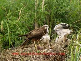 Attēlu rezultāti vaicājumam “Circus aeruginosus adult”