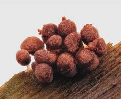 Attēlu rezultāti vaicājumam “Arcyria incarnata”