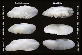 Image result for Cynoscion nebulosus