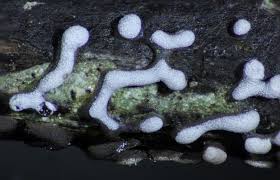 Attēlu rezultāti vaicājumam “Physarum bivalve”