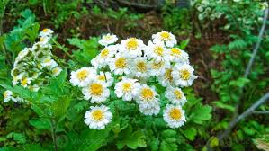 Image result for Tanacetum parthenium