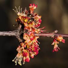 Attēlu rezultāti vaicājumam “Acer saccharinum flower”