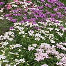 Image result for Schleifenblume