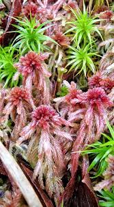 Attēlu rezultāti vaicājumam “Sphagnum quinquefarium”