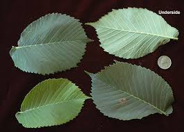 Attēlu rezultāti vaicājumam “Ulmus glabra”