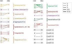 Attēlu rezultāti vaicājumam “Lycogala succineum”