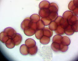 Attēlu rezultāti vaicājumam “Badhamia dubia”