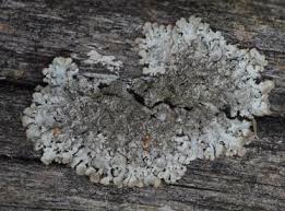 Attēlu rezultāti vaicājumam “Parmelina tiliacea”