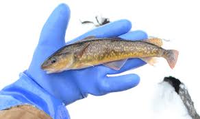 Image result for Microgadus tomcod