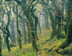 Image result for лес,