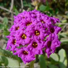 Attēlu rezultāti vaicājumam “Aphelia viburniana”