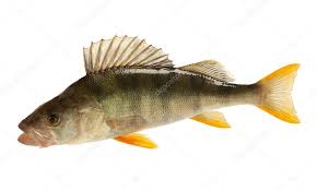 Attēlu rezultāti vaicājumam “Perca fluviatilis”