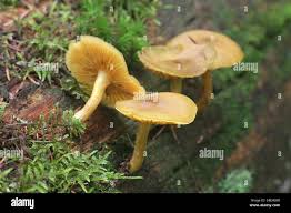 Attēlu rezultāti vaicājumam “Tricholomopsis decora”