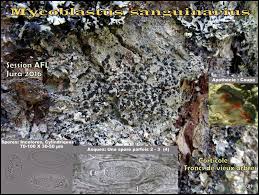 Attēlu rezultāti vaicājumam “Mycoblastus sanguinarius”