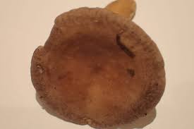 Attēlu rezultāti vaicājumam “Lactarius lygniotus”