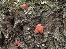 Attēlu rezultāti vaicājumam “Craterocolla cerasi”