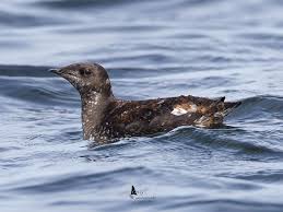 Image result for Brachyramphus perdix