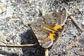 Attēlu rezultāti vaicājumam “Boudinotiana notha”