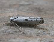 Attēlu rezultāti vaicājumam “Yponomeuta plumbella”