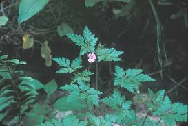Attēlu rezultāti vaicājumam “Geranium robertianum fruit”