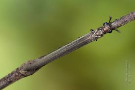 Attēlu rezultāti vaicājumam “Myrmeleontidae imago”