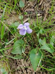 Attēlu rezultāti vaicājumam “Viola canina flower”