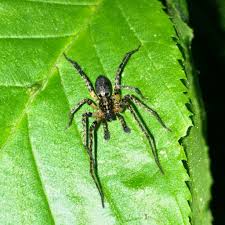 Attēlu rezultāti vaicājumam “Anyphaena accentuata”