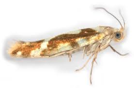 Attēlu rezultāti vaicājumam “Argyresthia goedartella”