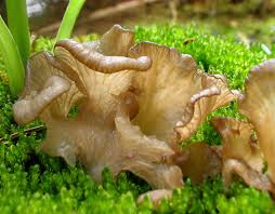 Attēlu rezultāti vaicājumam “Reticularia lobata spores”