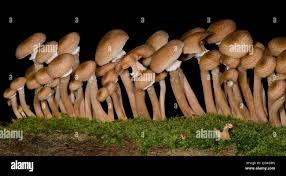 Attēlu rezultāti vaicājumam “Armillaria sp.”