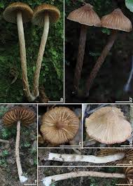 Attēlu rezultāti vaicājumam “Inocybe lanuginosa”